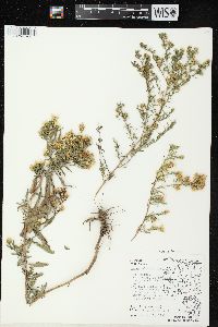 Symphyotrichum pilosum var. pilosum image