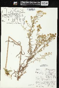 Symphyotrichum pilosum var. pilosum image