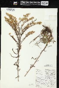 Symphyotrichum pilosum var. pilosum image