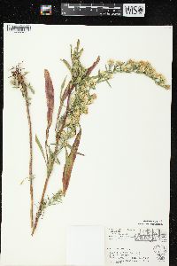 Symphyotrichum pilosum var. pilosum image