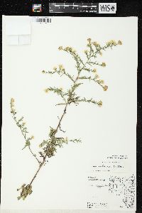 Symphyotrichum pilosum var. pilosum image