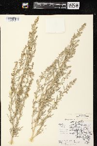 Artemisia absinthium image