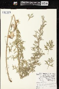 Artemisia absinthium image