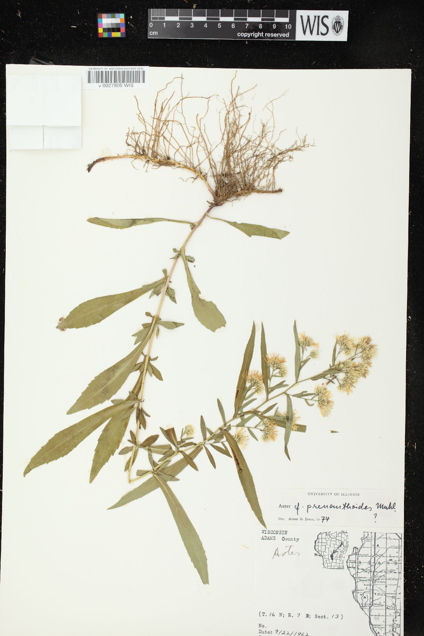 Symphyotrichum prenanthoides image