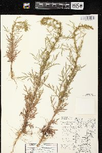 Artemisia biennis image