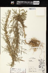 Artemisia biennis image