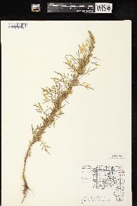 Artemisia biennis image