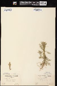 Artemisia biennis image