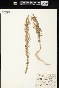 Artemisia biennis image