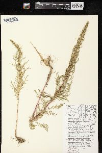 Artemisia biennis image