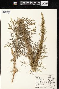 Artemisia biennis image