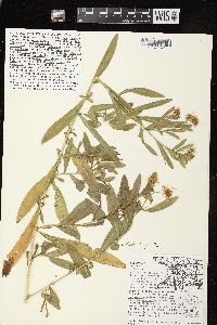 Boltonia asteroides var. recognita image