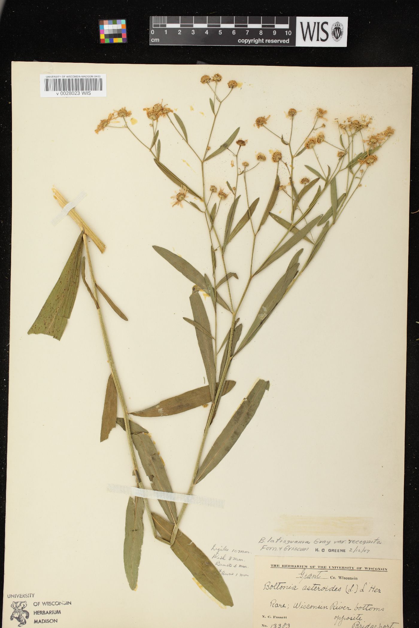 Boltonia asteroides var. recognita image