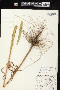 Boltonia asteroides image