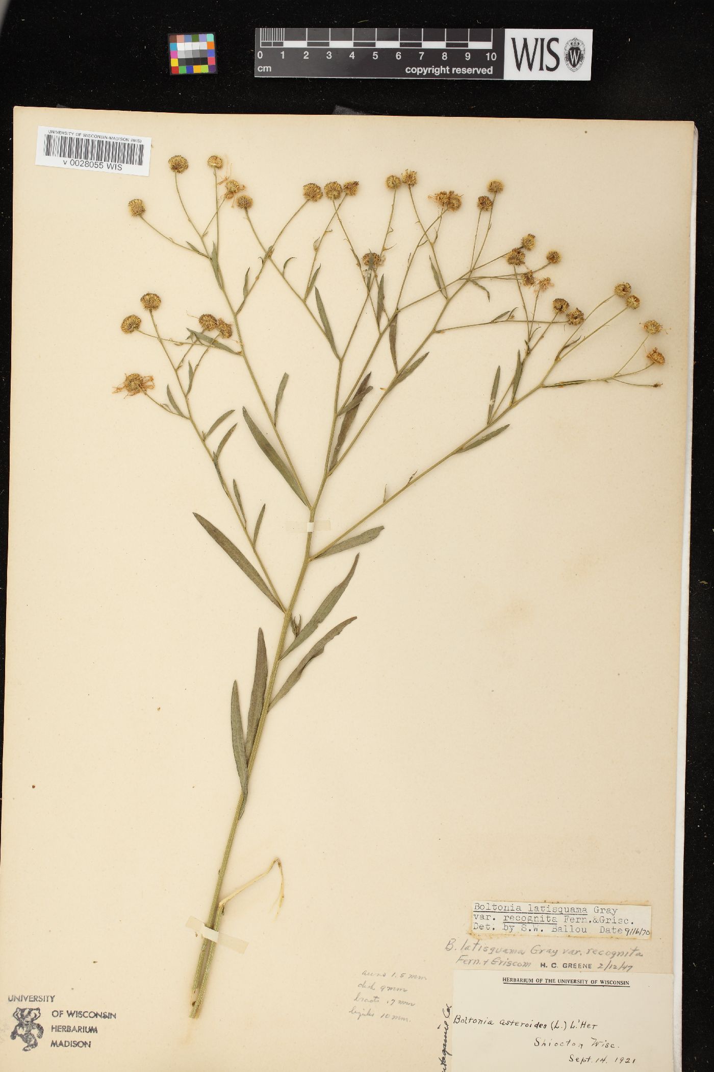 Boltonia asteroides var. recognita image