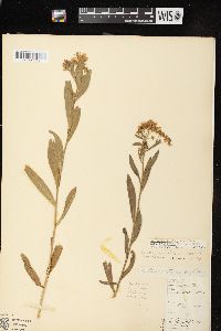 Boltonia asteroides var. recognita image