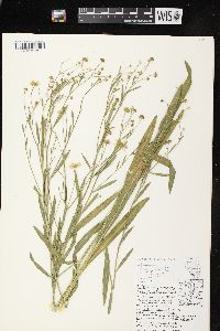 Boltonia asteroides image