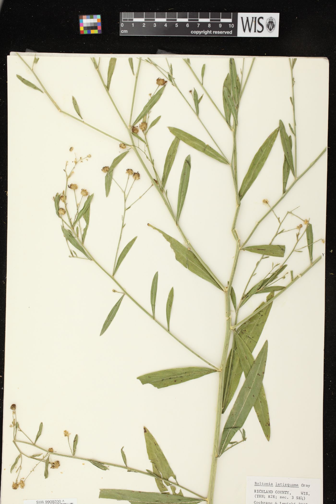 Boltonia asteroides var. recognita image