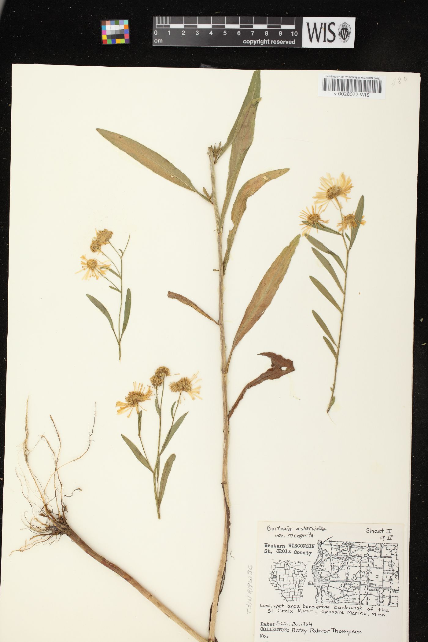 Boltonia asteroides var. recognita image