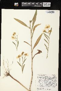 Boltonia asteroides image