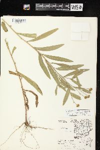 Boltonia asteroides image