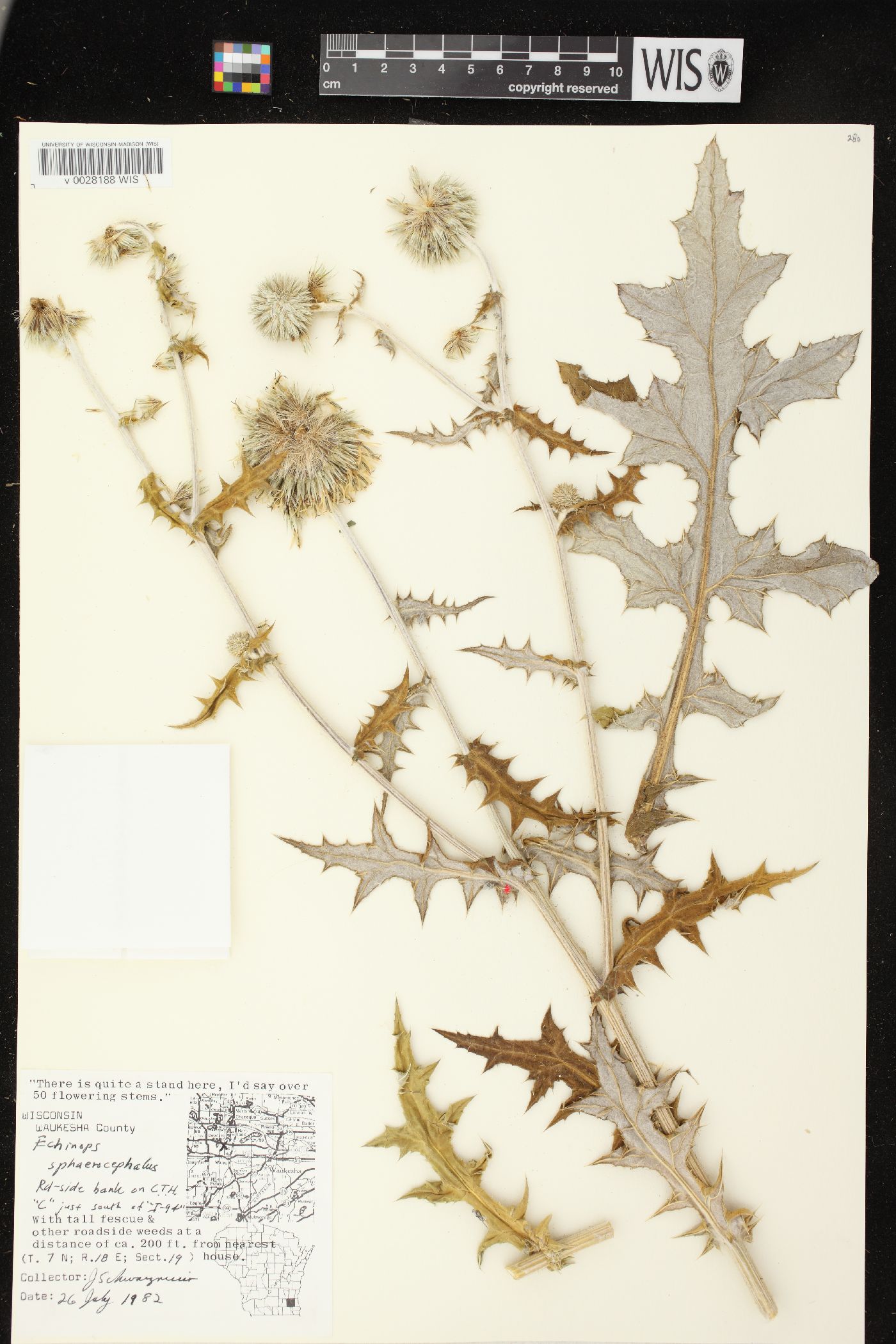 Echinops sphaerocephalus image
