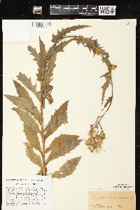 Erechtites hieraciifolius var. hieraciifolius image