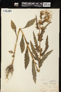 Erechtites hieraciifolius var. hieraciifolius image