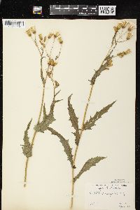 Erechtites hieraciifolius var. hieraciifolius image