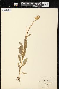 Erechtites hieraciifolius var. hieraciifolius image