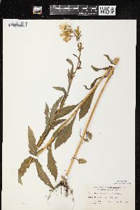 Erechtites hieraciifolius var. hieraciifolius image