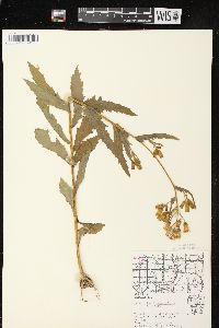 Erechtites hieraciifolius var. hieraciifolius image