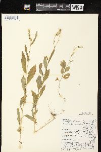 Erechtites hieraciifolius var. hieraciifolius image