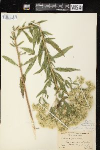 Eupatorium altissimum image