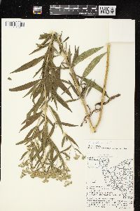 Eupatorium altissimum image