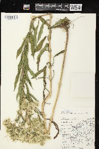 Eupatorium altissimum image