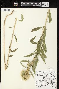 Eupatorium altissimum image