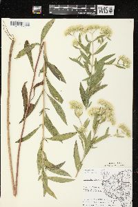 Eupatorium altissimum image