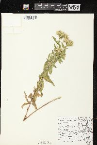 Eupatorium altissimum image