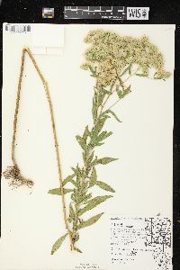 Eupatorium altissimum image