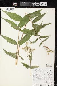 Eupatorium sessilifolium var. brittonianum image