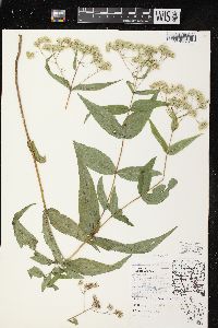 Eupatorium sessilifolium image