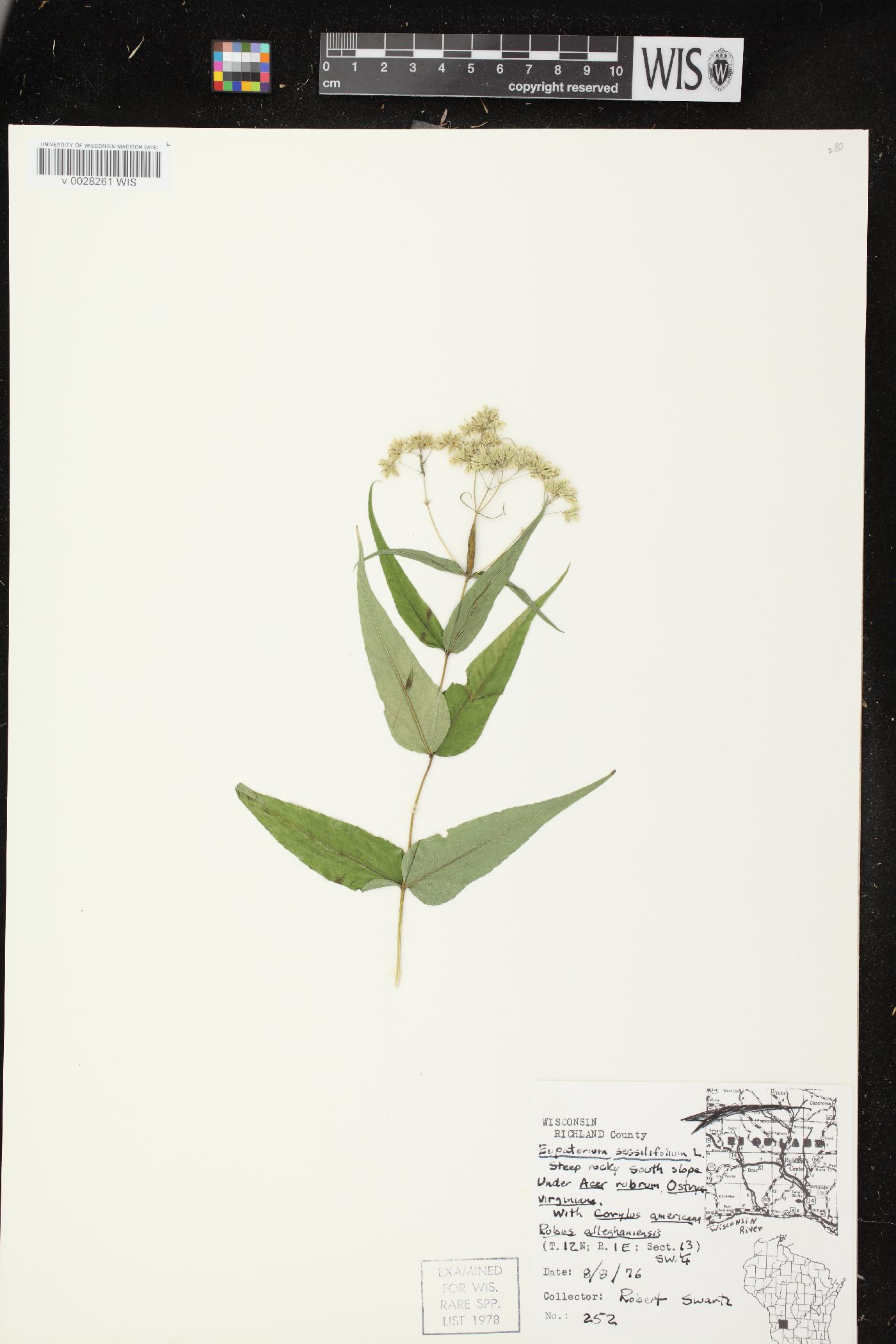 Eupatorium sessilifolium var. brittonianum image