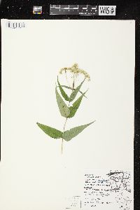 Eupatorium sessilifolium var. brittonianum image