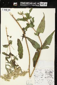 Eupatorium sessilifolium var. brittonianum image