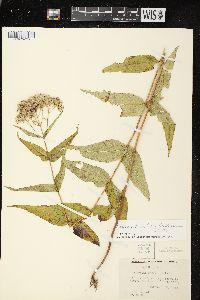 Eupatorium sessilifolium var. brittonianum image