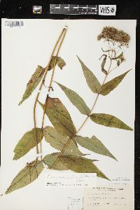 Eupatorium sessilifolium image