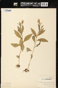 Erechtites hieraciifolius var. hieraciifolius image