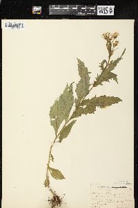 Erechtites hieraciifolius var. hieraciifolius image