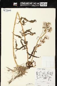 Erechtites hieraciifolius var. hieraciifolius image